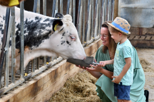 Koeien voeren op onze boerderij