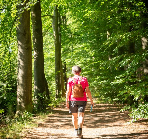 Lekker wandelen in de bossen in Hilvarenbeek