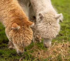 Alpaca's eten gras