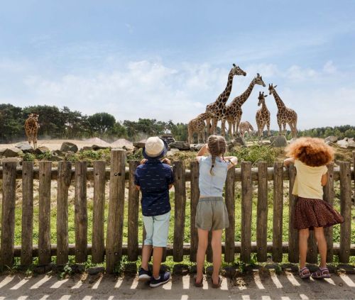 Beekse bergen Hilvarenbeek