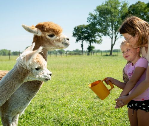 Kinderfeestje vieren samen met onze alpaca's op Het Achterste Loo