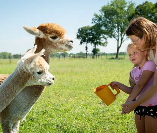Kinderfeestje vieren samen met onze alpaca's op Het Achterste Loo