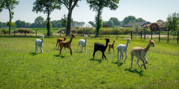 Alpaca's rennen vrolijk in de wei