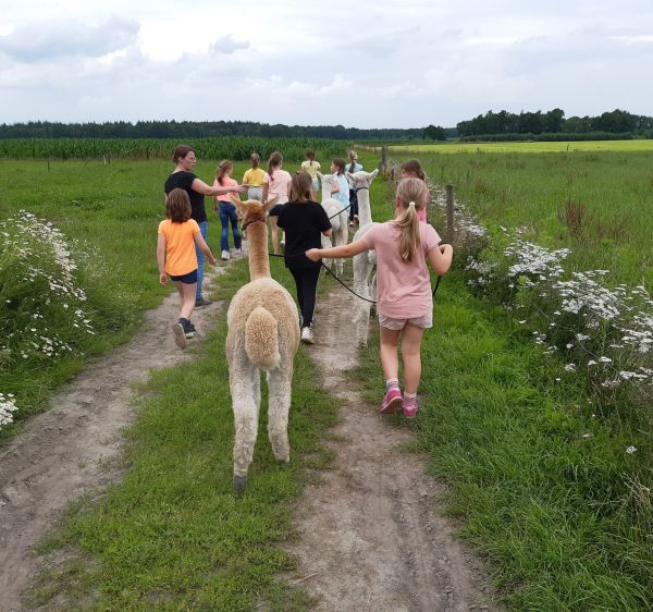 Wandelen met alpaca's op een kinderfeest