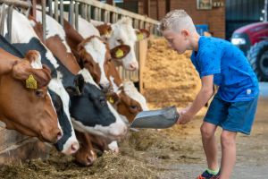 Koeien voeren op onze boerderij
