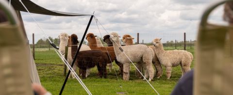 Alpaca's groepje die staan te wachten op eten