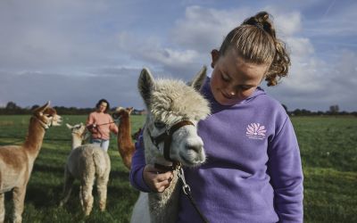 Alpaca kijkt zwoel