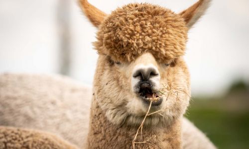 Schattige Alpaca close-up