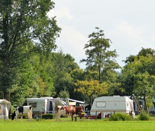 camping Het Achterste Loo in Hilvarenbeek met koeien in de wei