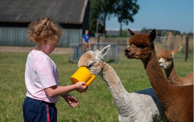 Alpaca wandelen